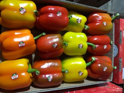 فروش فلفل دلمه