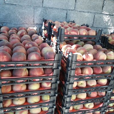 فروش هلو کاردی درجه یک