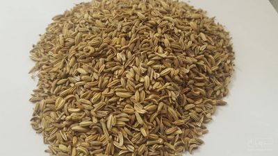 فروش رازیانه