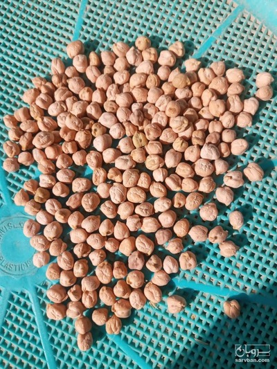 فروش نخود 2