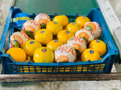فروش نارنگی