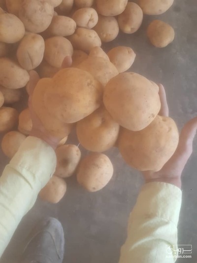 فروش سیب زمینی