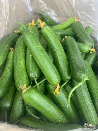 فروش خیار گلخانه ایی