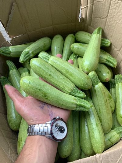 فروش کدو  سبز