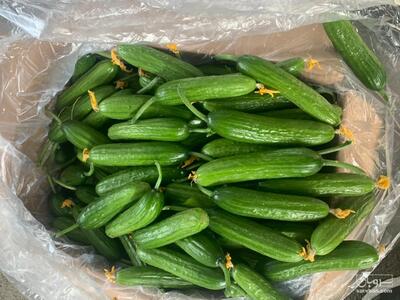 فروش خیار گلخانه