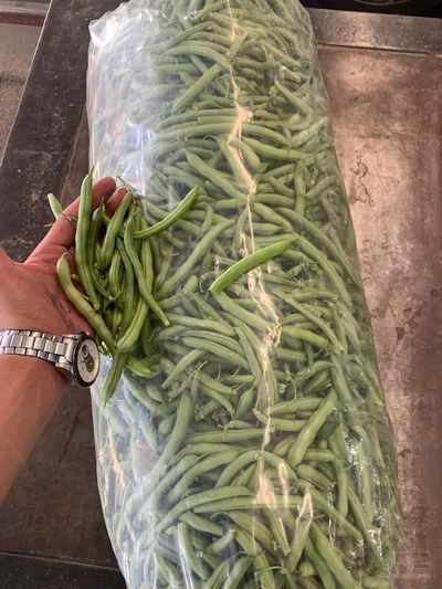 فروش لوبیا سبز