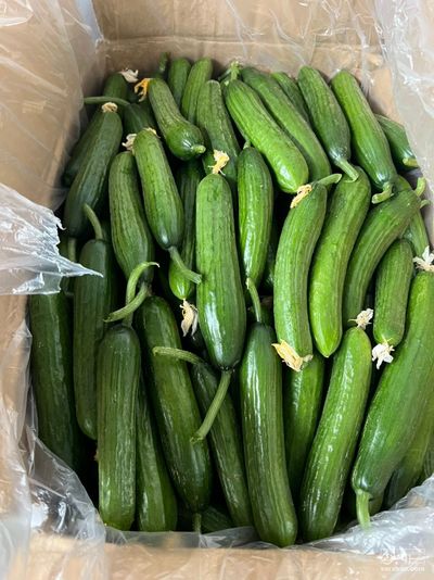 فروش خیار گلخانه ایی