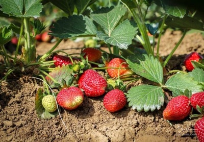 فروش توت فرنگی