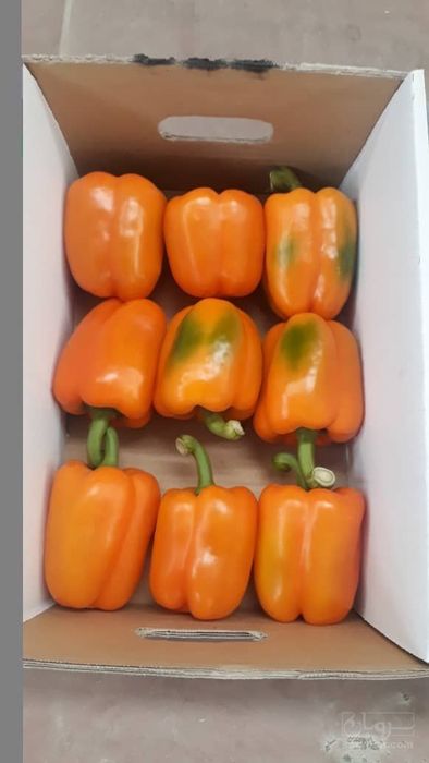 فروش فلفل دلمه ای