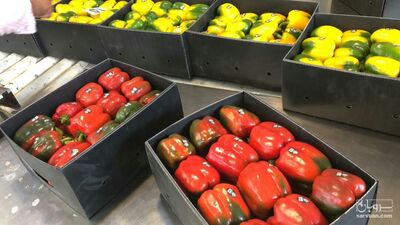 فروش فلفل دلمه ای