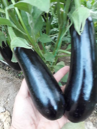 فروش بادمجان قلمی