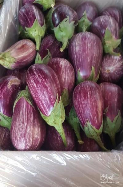 فروش بادمجان هلندی