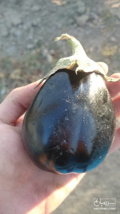 فروش بادمجان دلمه