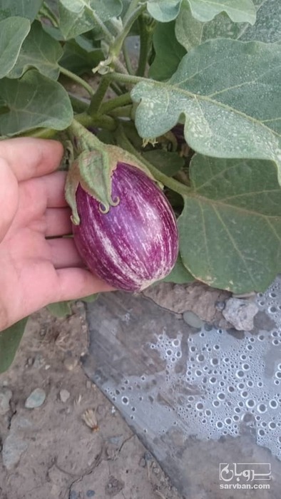 فروش بادمجان هلندی