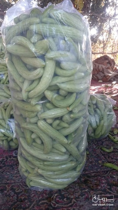 فروش خیار چنبر