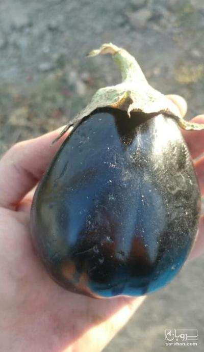 فروش بادمجان شانتال