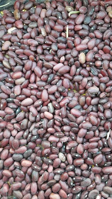 فروش لوبیا قرمز