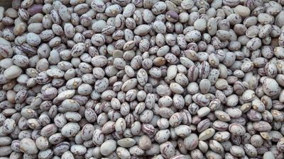 فروش لوبیا چیتی