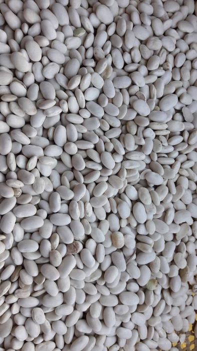 فروش لوبیا سفید