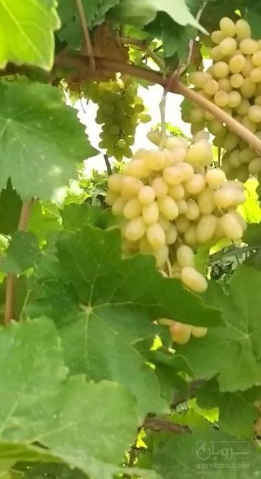 فروش انگور