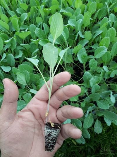 فروش کلم پیچ