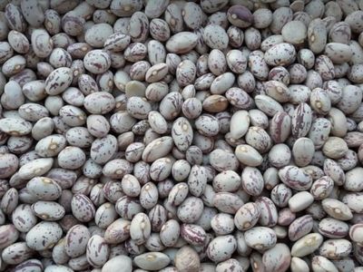 فروش لوبیا چیتی