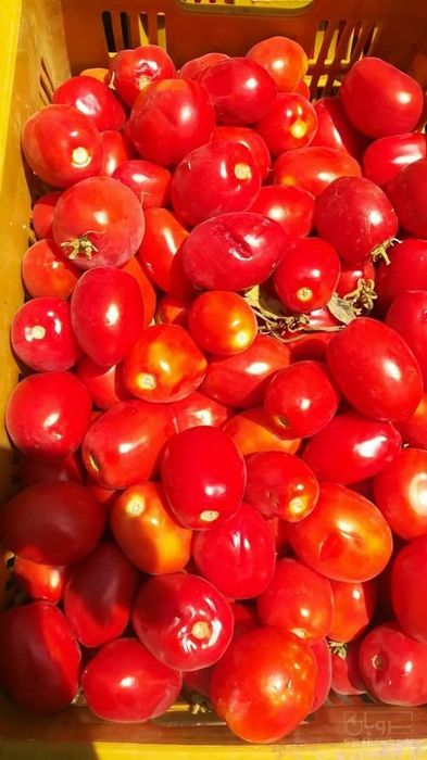 فروش گوجه فرنگی