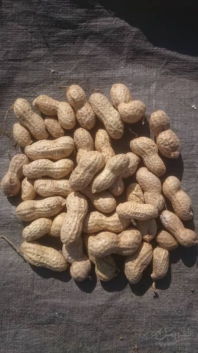 فروش بادام زمینی