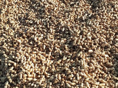 فروش بادام زمینی