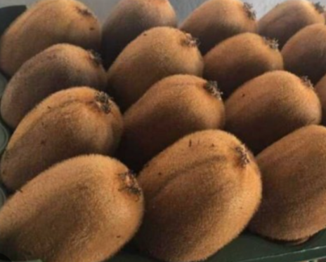 فروش کیوی 120 گرم به بالا