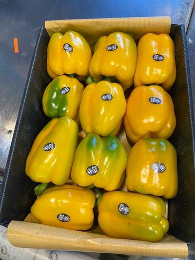 خرید فلفل دلمه ای رنگی