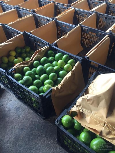 فروش لیموترش