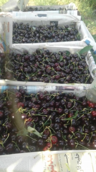 فروش گیلاس تکدانه و خوشه ای