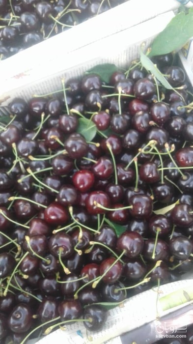 فروش گیلاس تکدانه و خوشه ای 2