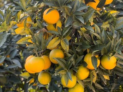 فروش پرتقال