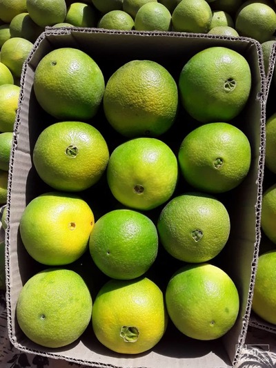 فروش پرتقال تامسون