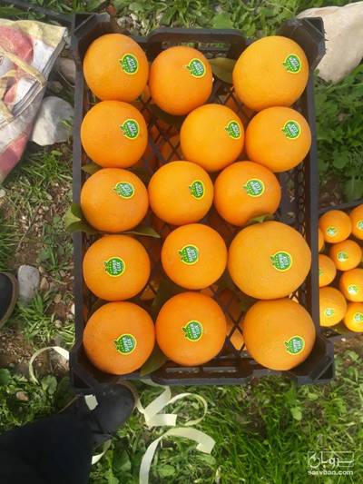 فروش پرتقال