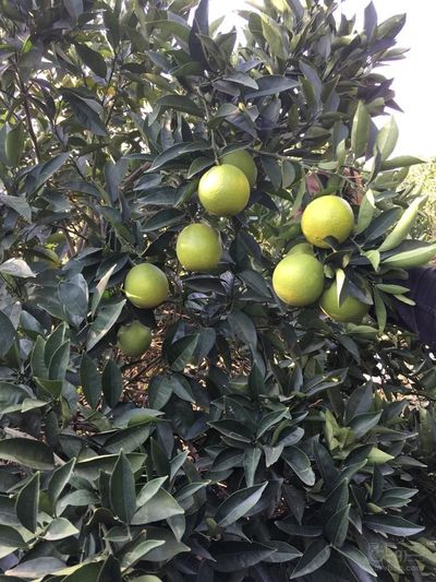 فروش پرتقال