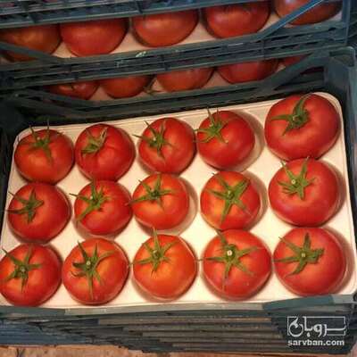 فروش گوجه فرنگی دافنیس