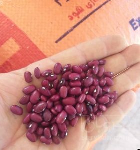 فروش لوبیا قرمز