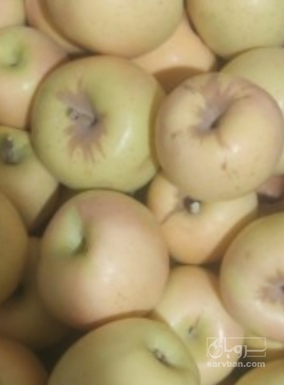 فروش سیب