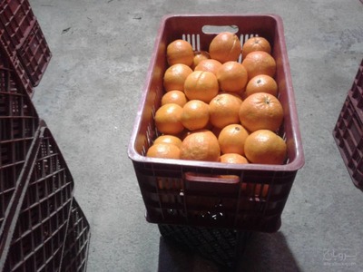 فروش پرتقال