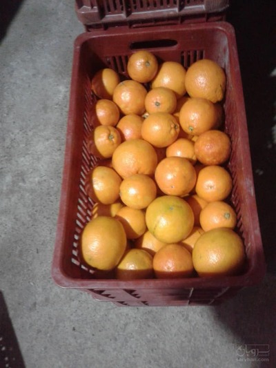 فروش پرتقال