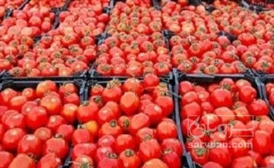 فروش گوجه فرنگی