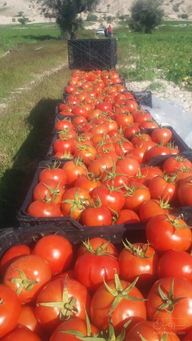 فروش گوجه فرنگی