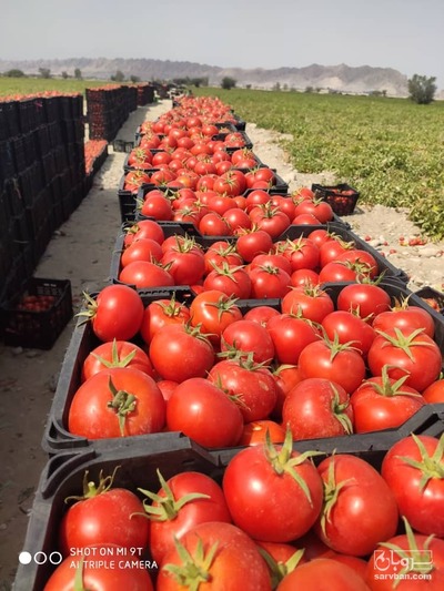 فروش گوجه فرنگی