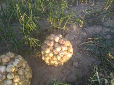 فروش پیاز مرغوب رقم تاکی و نانهمز