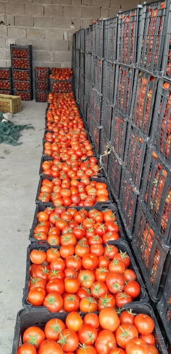 فروش گوجه فرنگی فضای آزاد