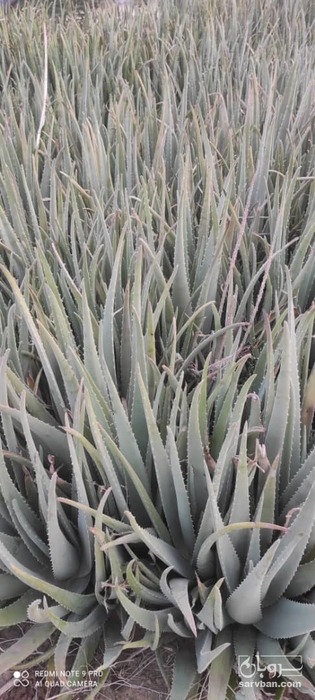 فروش آلوئه ورا