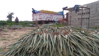 فروش پاجوش آلوئه ورا